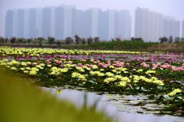 青荣城铁今天全线开通！这些地方你不可错过！