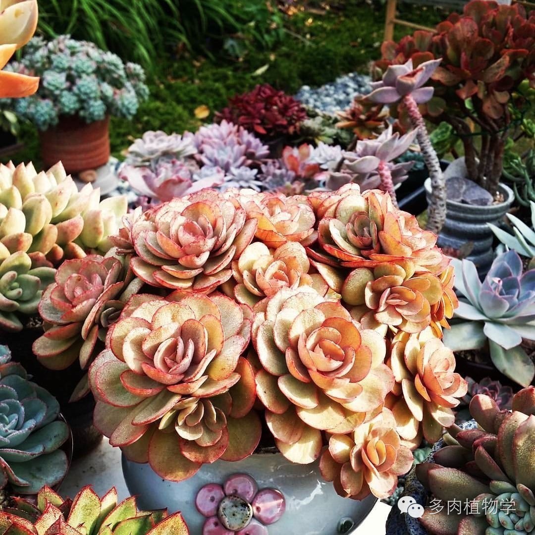 养多肉的男人都有一颗细腻的心,高校男生养多肉