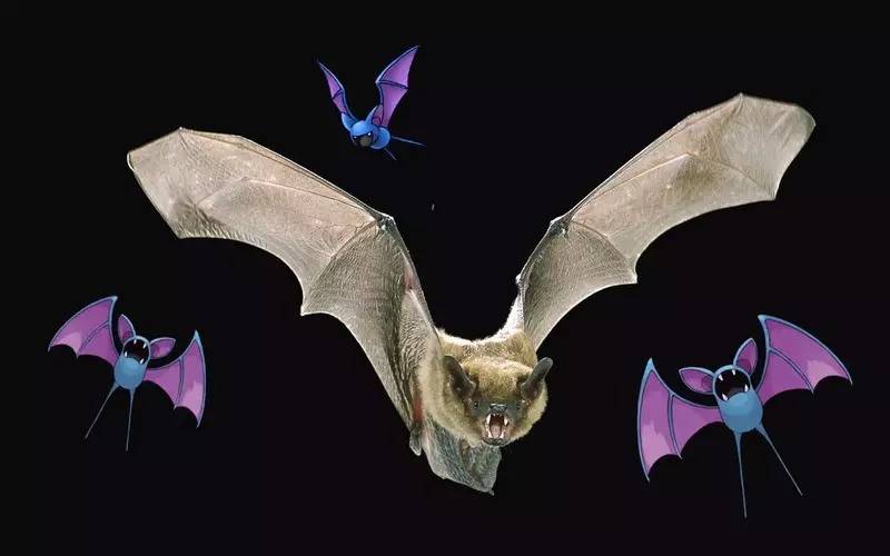 精灵宝可梦对比现实的精灵宝可梦,精灵宝可梦和现实融合小说