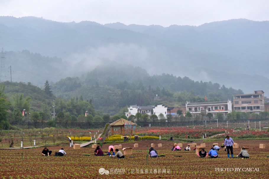 黄姚花海风景图,黄姚花海景区航拍