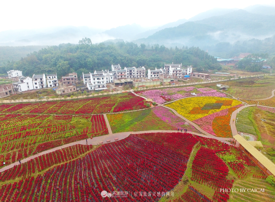 黄姚花海风景图,黄姚花海景区航拍