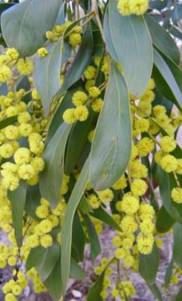 「花园集分享」野风系澳大利亚园林景观设计简析