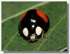 哪些瓢虫是害虫和益虫,19星瓢虫是害虫还是益虫