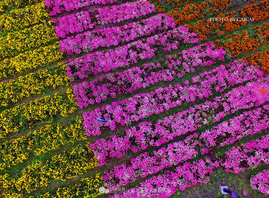 黄姚花海风景图,黄姚花海景区航拍