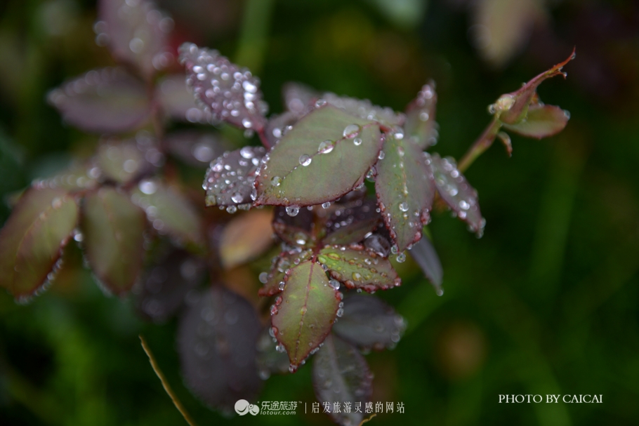 黄姚花海风景图,黄姚花海景区航拍