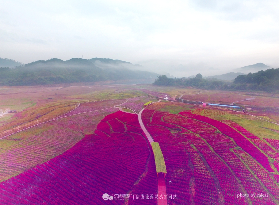 黄姚花海风景图,黄姚花海景区航拍