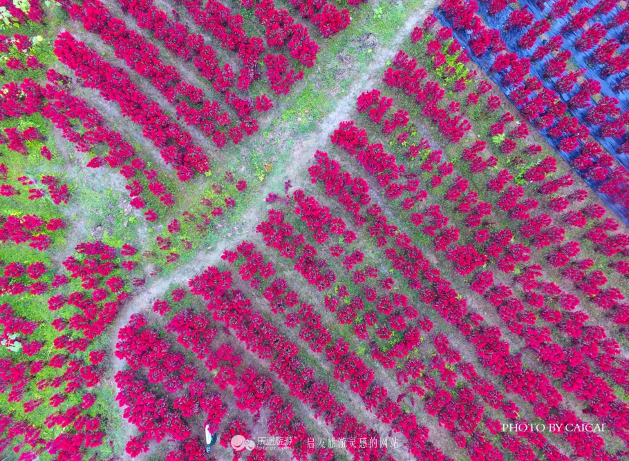 黄姚花海风景图,黄姚花海景区航拍