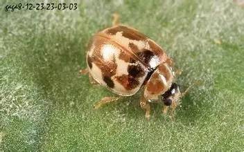 哪些瓢虫是害虫和益虫,19星瓢虫是害虫还是益虫