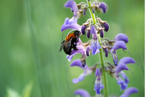 东方本草精华液,东方本草呵护肌肤