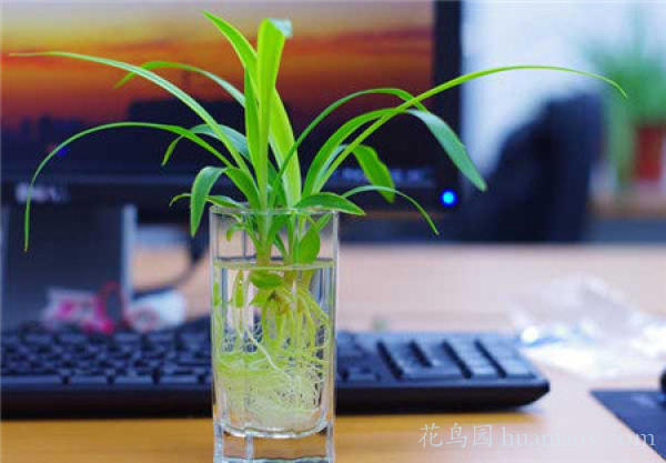 青叶吊兰水培方法和注意事项,怎样水培金边吊兰又可以养鱼