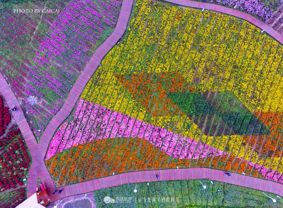 黄姚花海风景图,黄姚花海景区航拍