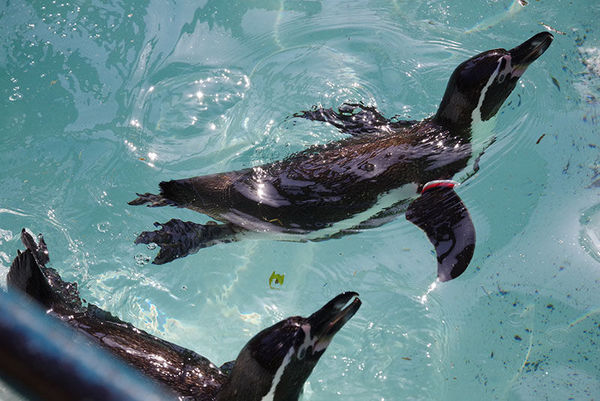 宾得k-1,宾得28-135镜头怎么样