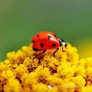 哪些瓢虫是害虫和益虫,19星瓢虫是害虫还是益虫