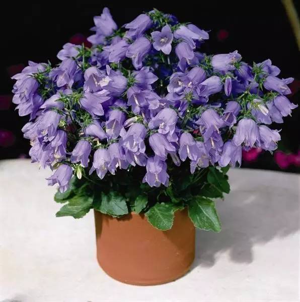 植物百科｜来自远方的祝福