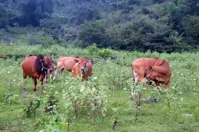 南宁市内空气好的地方,南宁周边郊外哪里好玩