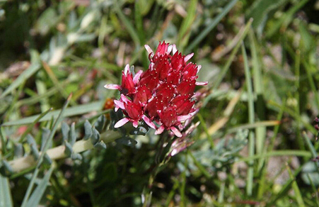东方本草精华液,东方本草呵护肌肤