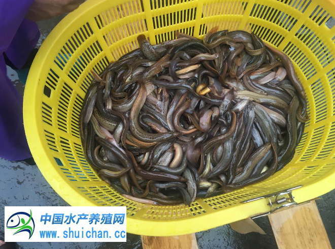 泥鳅商品市场行情,华北泥鳅的市场价格行情走势