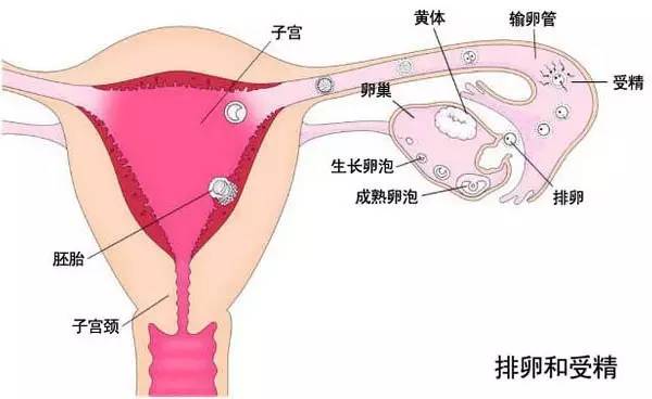 非法取卵非常危险，快来跟蝌蚪君恶补当年落下的生理卫生课！
