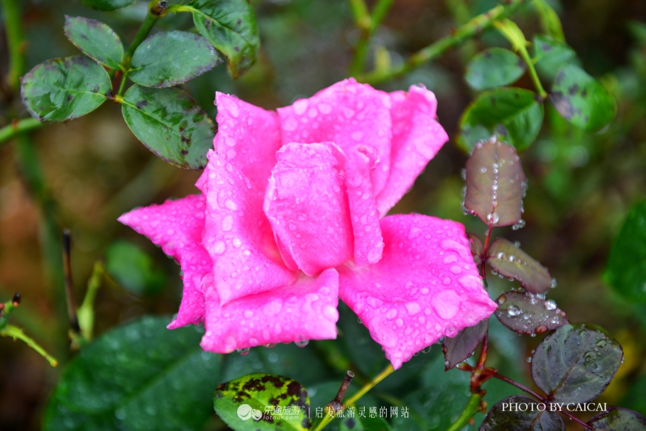 黄姚花海风景图,黄姚花海景区航拍