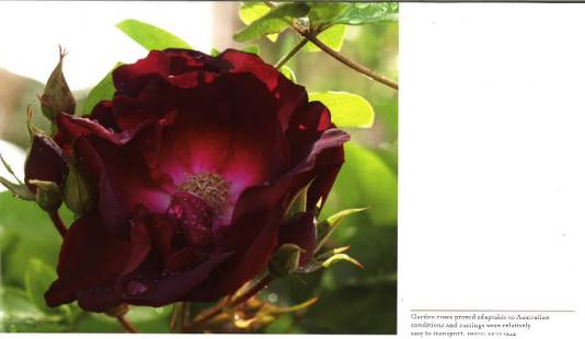 「花园集分享」野风系澳大利亚园林景观设计简析