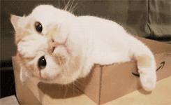 口袋里的猫,口袋里的猫萌萌