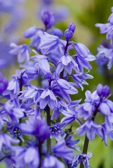 植物百科｜来自远方的祝福