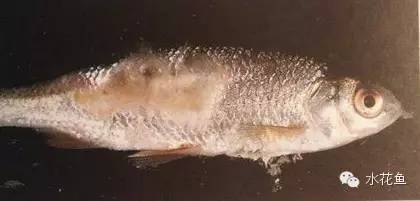 鱼类水霉病照片,春季鱼类水霉病症状