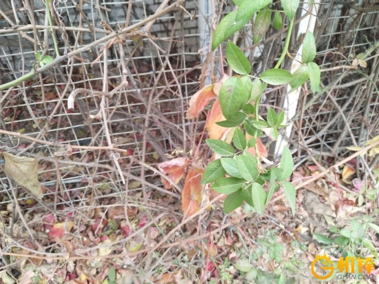 除了vivo还有哪款手机拍照好,vivox9柔光双摄