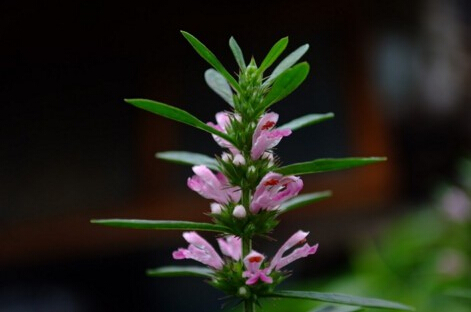 东方本草精华液,东方本草呵护肌肤