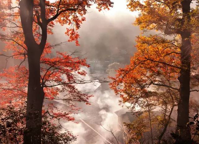 时已立冬，浙些美景再错过就要等明年了！