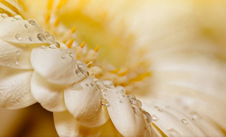 见微知著中的哲理是什么,见微知著中医养生