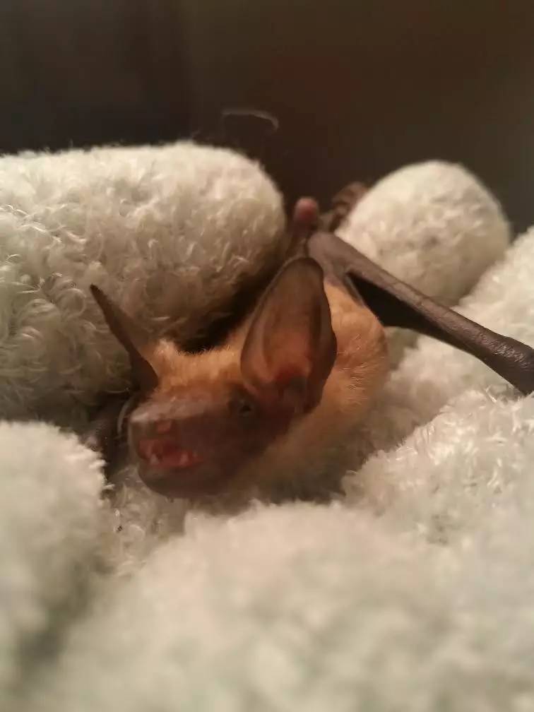 精灵宝可梦对比现实的精灵宝可梦,精灵宝可梦和现实融合小说