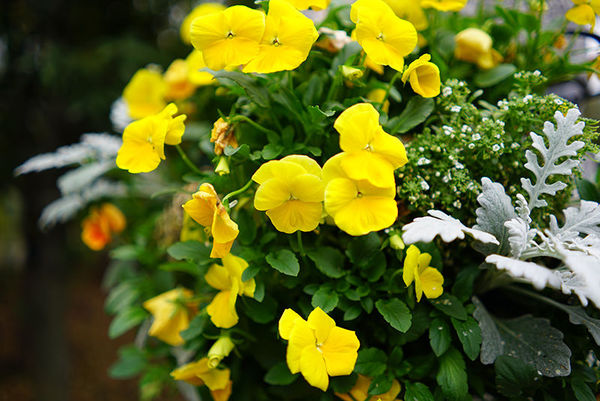 索尼fe24mmf2.8二手,索尼正式发布fe24-70mmf2