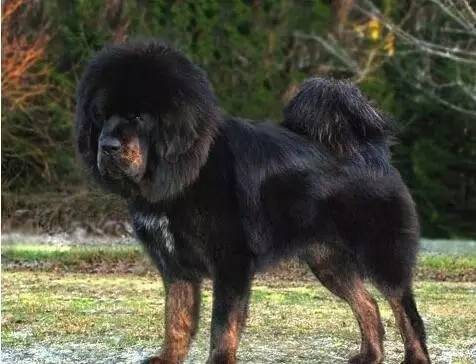 宠物饲养技术知识大全,原生藏獒农村小院饲养