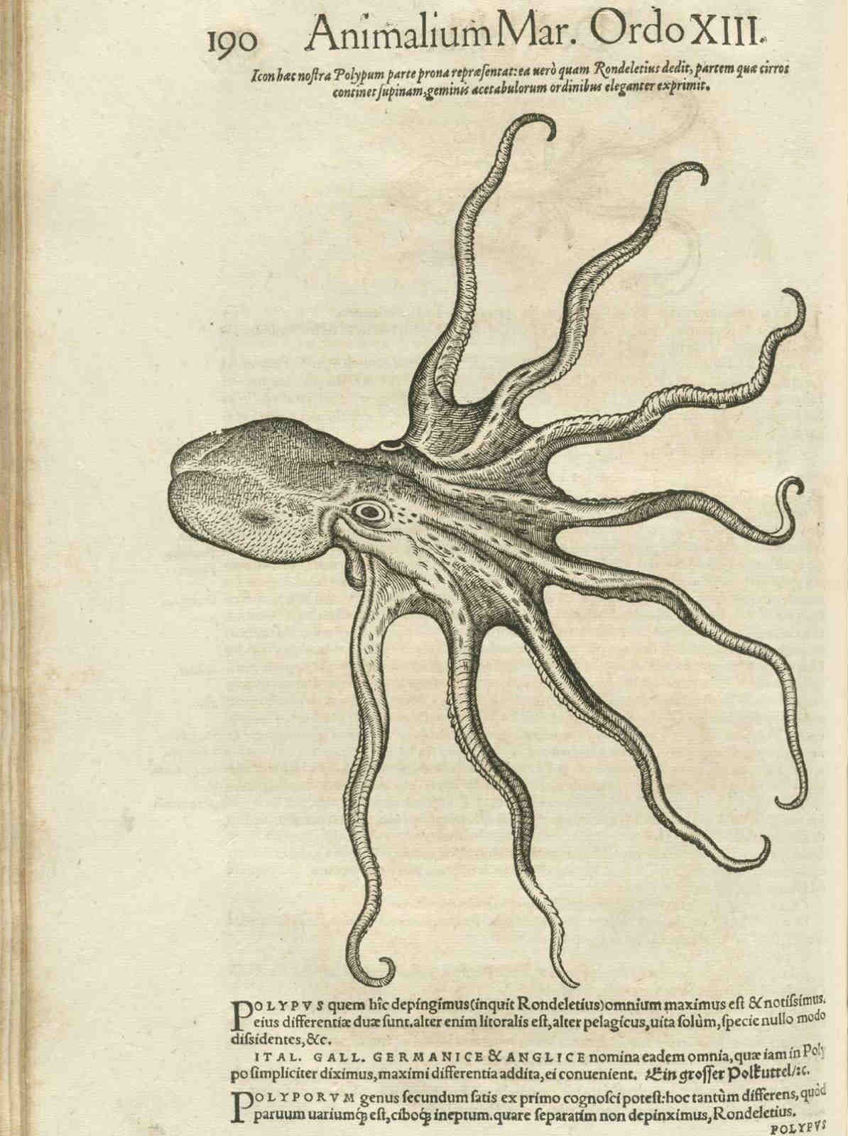 恐怖故事海和尚,海怪的恐怖故事