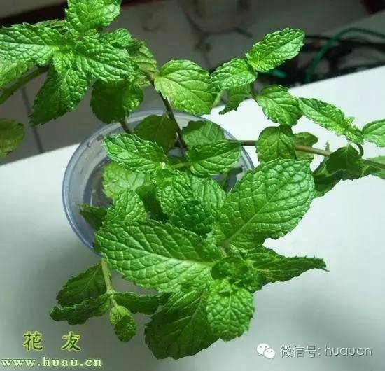 冬季薄荷换盆后能不能晒太阳,薄荷换盆后的注意事项