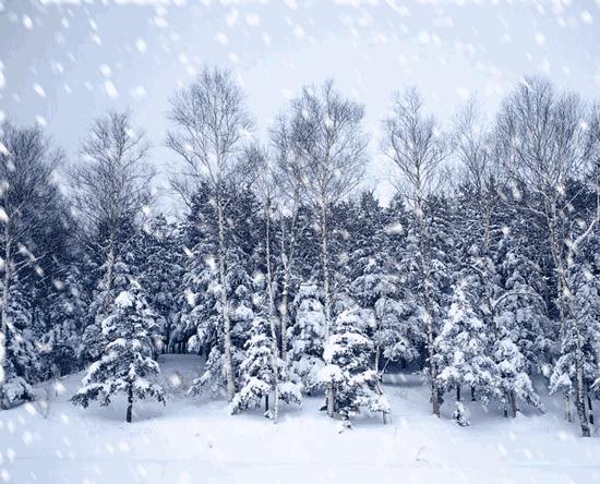 诗词鉴赏一枝春,诗词鉴赏一夜东风绽早梅