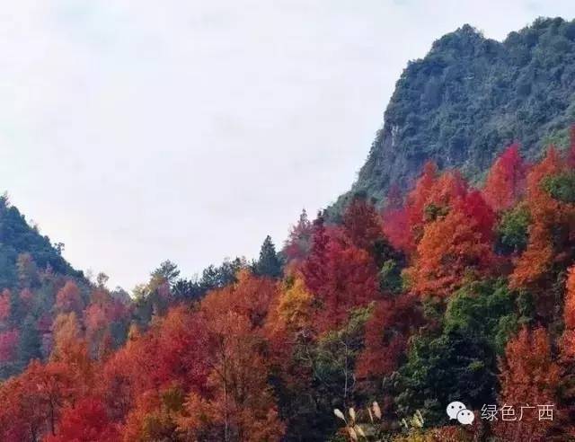 广西德保枫叶什么时候去最好看,2018年德保枫叶最佳观赏期