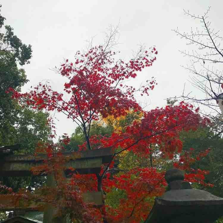 日本自由行京都红叶之旅,日本名古屋红叶风景