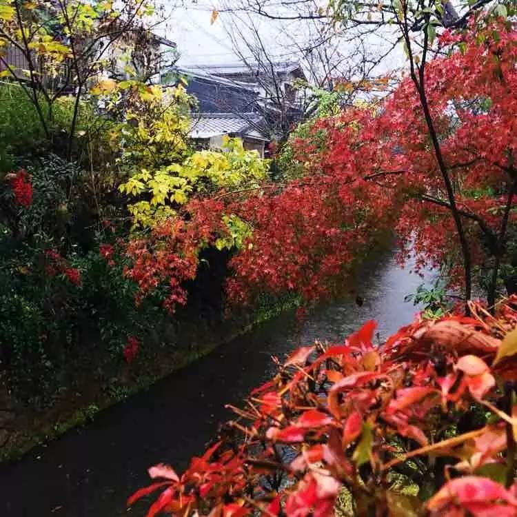 日本自由行京都红叶之旅,日本名古屋红叶风景