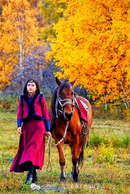 秋季到塞罕坝怎么样,秋天的童话坝上金秋