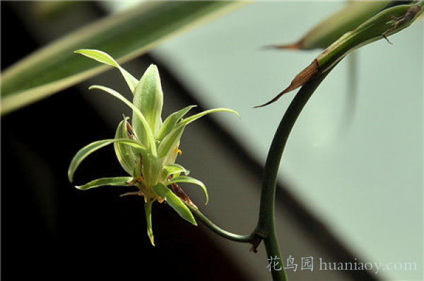 青叶吊兰水培方法和注意事项,怎样水培金边吊兰又可以养鱼