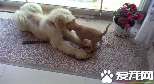 阿富汗猎犬的优点与缺点,阿富汗猎犬优点