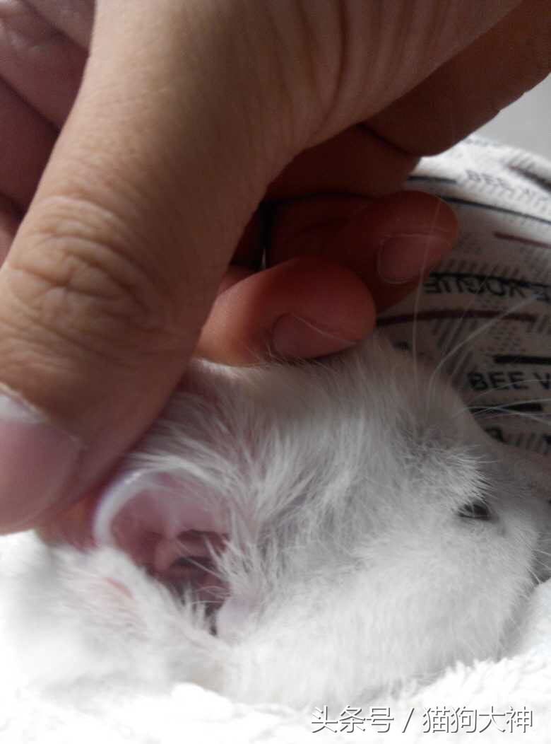 绝对干货，兽医院要失业了，教你只需几块钱，轻松清理干净猫耳朵