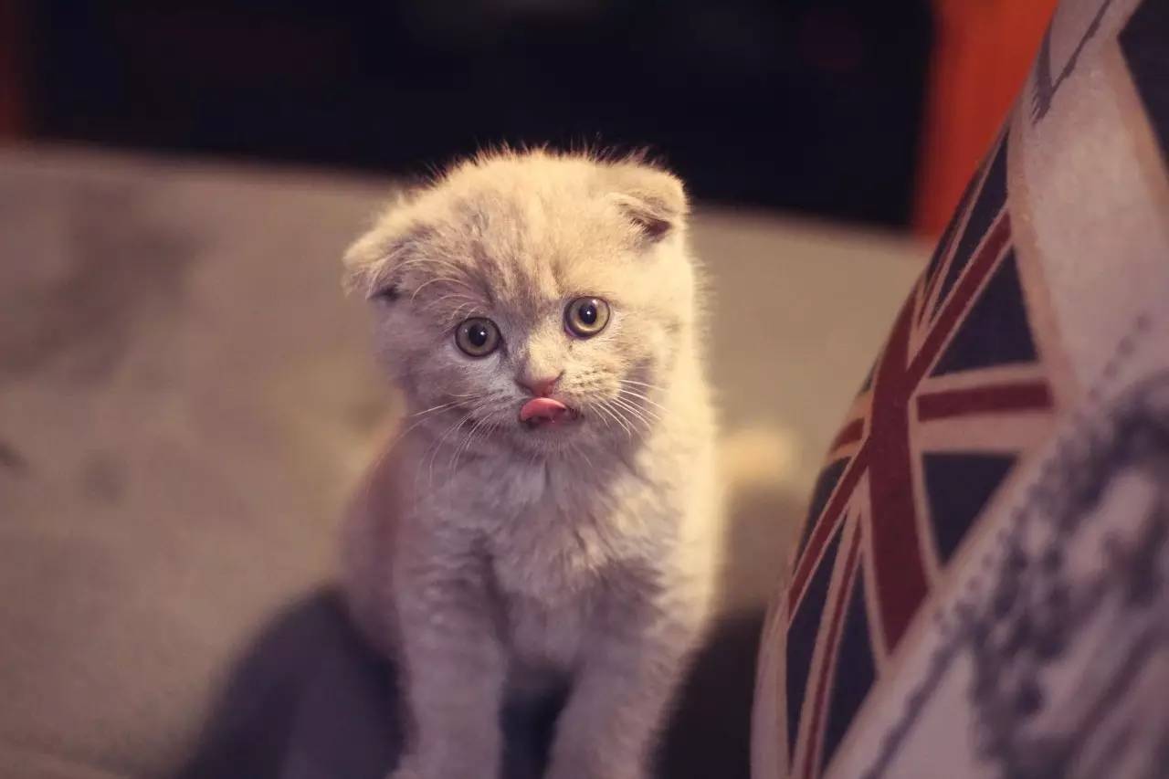 猫奴最多的国家,各国猫奴的生活