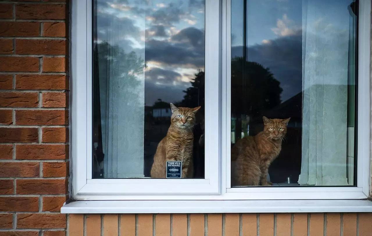 猫奴最多的国家,各国猫奴的生活