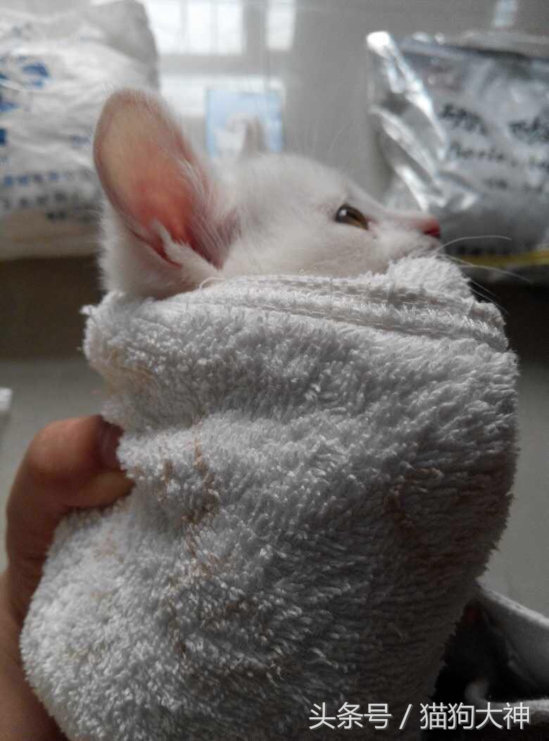 绝对干货，兽医院要失业了，教你只需几块钱，轻松清理干净猫耳朵