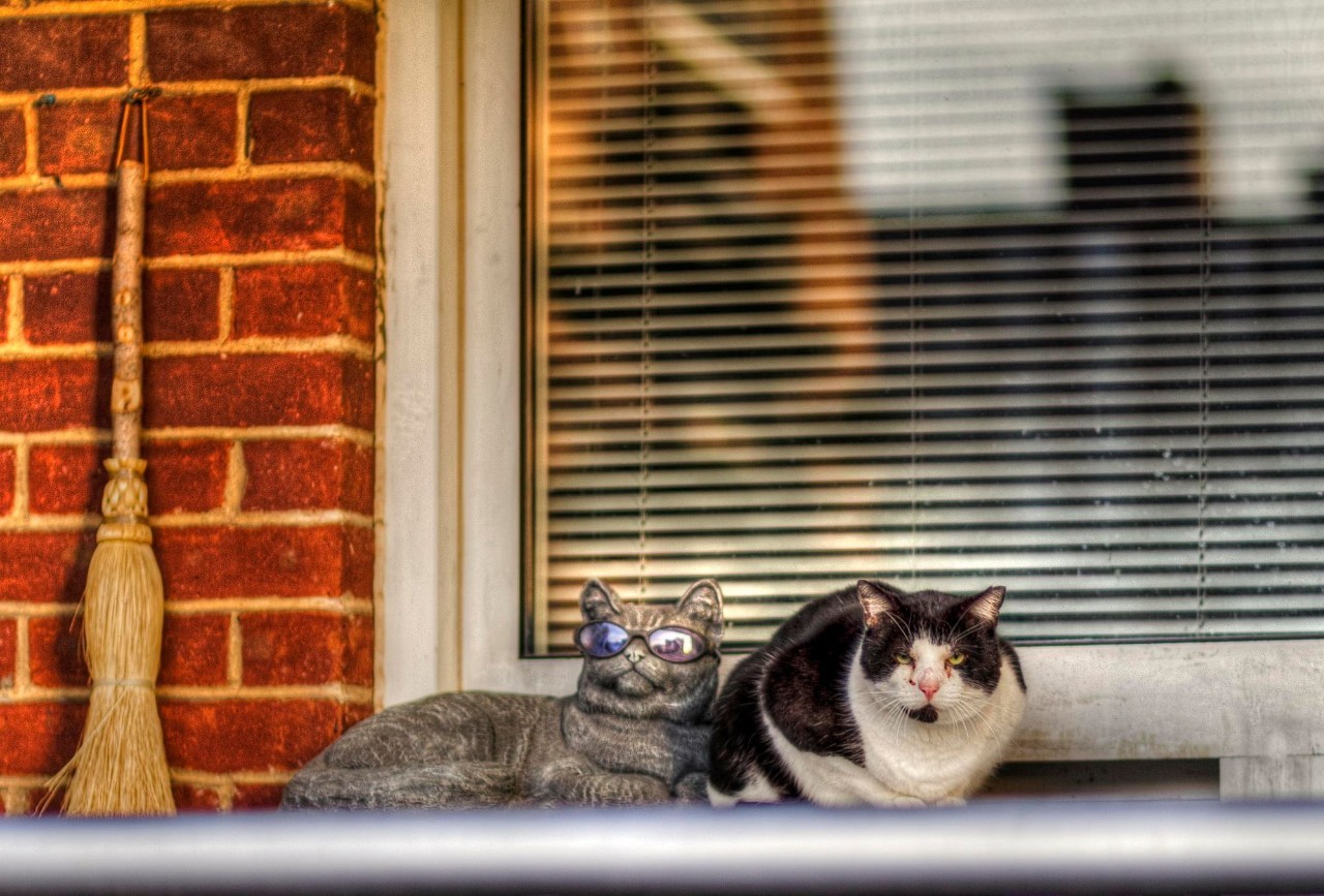 猫奴最多的国家,各国猫奴的生活