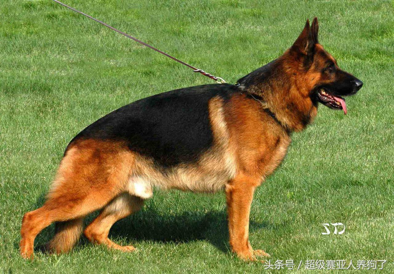 中国德国牧羊犬协会,德国牧羊犬协会官网