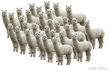 阴阳师本真三尾狐ssr抽取,阴阳师如何100%抽到ssr